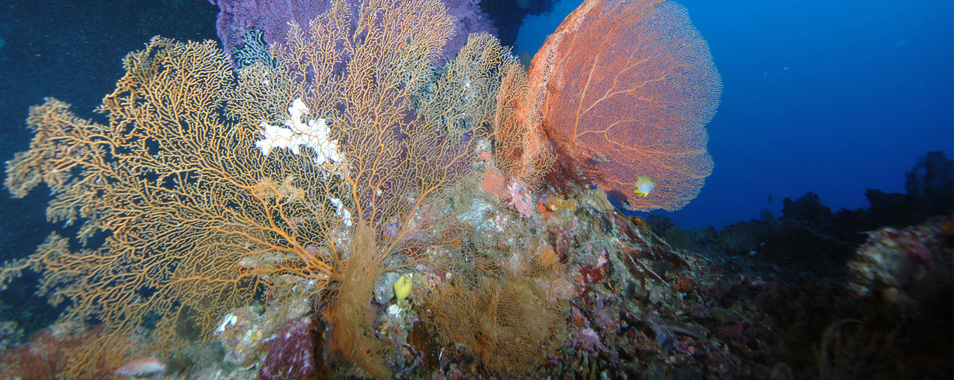 帕劳海底大断层