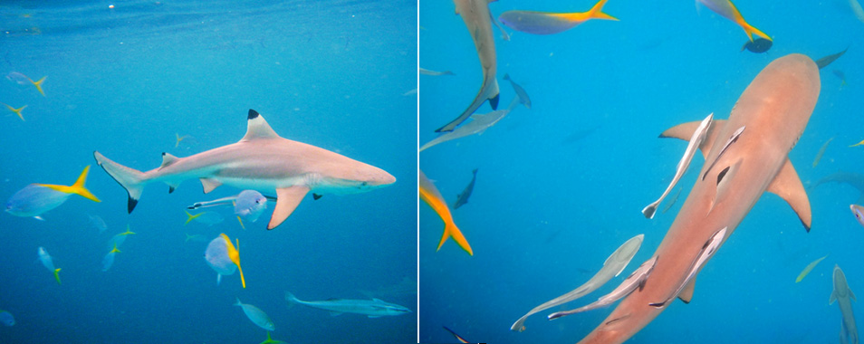 帕劳鲨鱼城中的鲨鱼